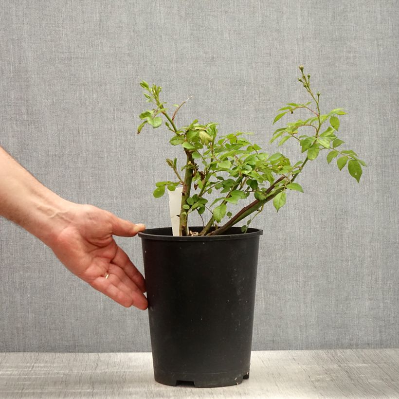 Example of Rosa Allevia - Beetrose Topf mit 4L/5L as you get in printemps