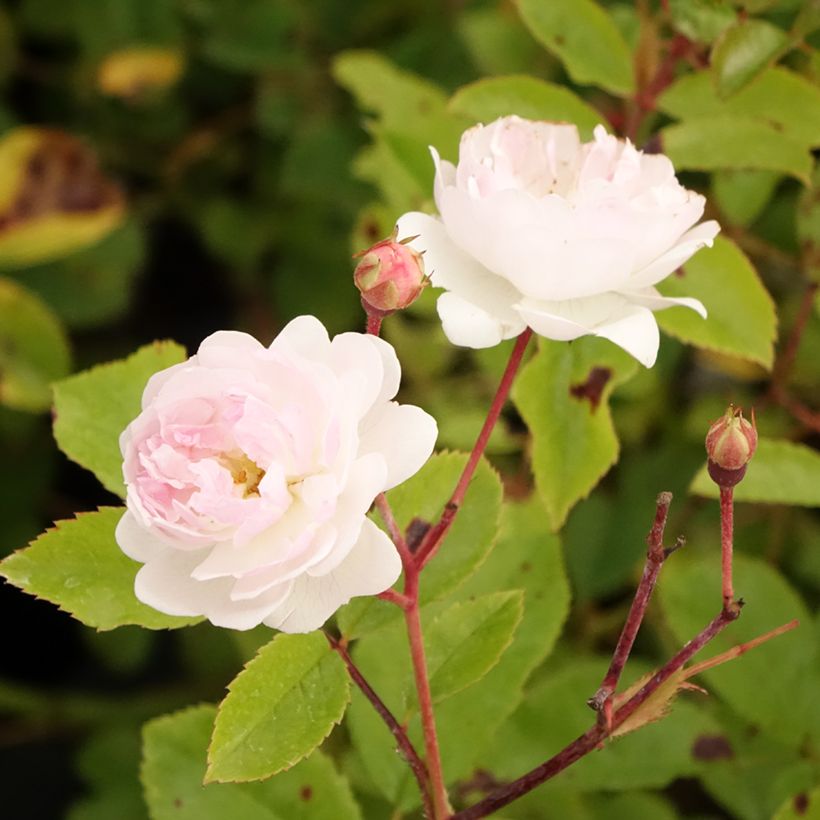 Rosa moschata Annelies - Moschus-Rose (Blüte)