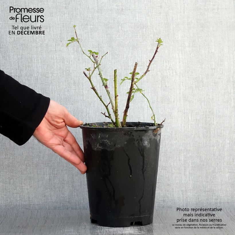 Exemplar von Rosier arbustif Annelies Pot de 4L/5L wie im Herbst geliefert