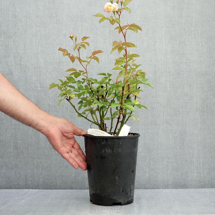 Exemplar von Rosa moschata Apricot Bells - Moschus-Rose Topf mit 4L/5L wie im Sommer geliefert