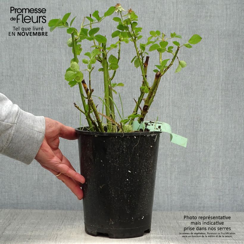 Exemplar von Rosier arbustif Astrid Lindgren Pot de 4L/5L wie im Herbst geliefert