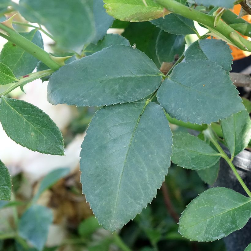 Rosa Blanc Meillandecor - Bodendecker-Rose (Laub)