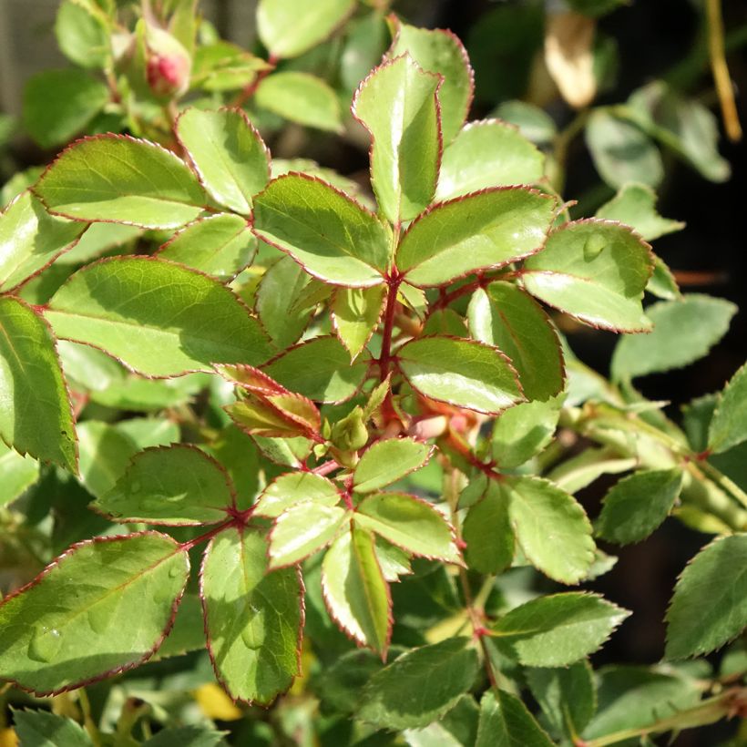 Rosa Bonica - Beetrose (Laub)