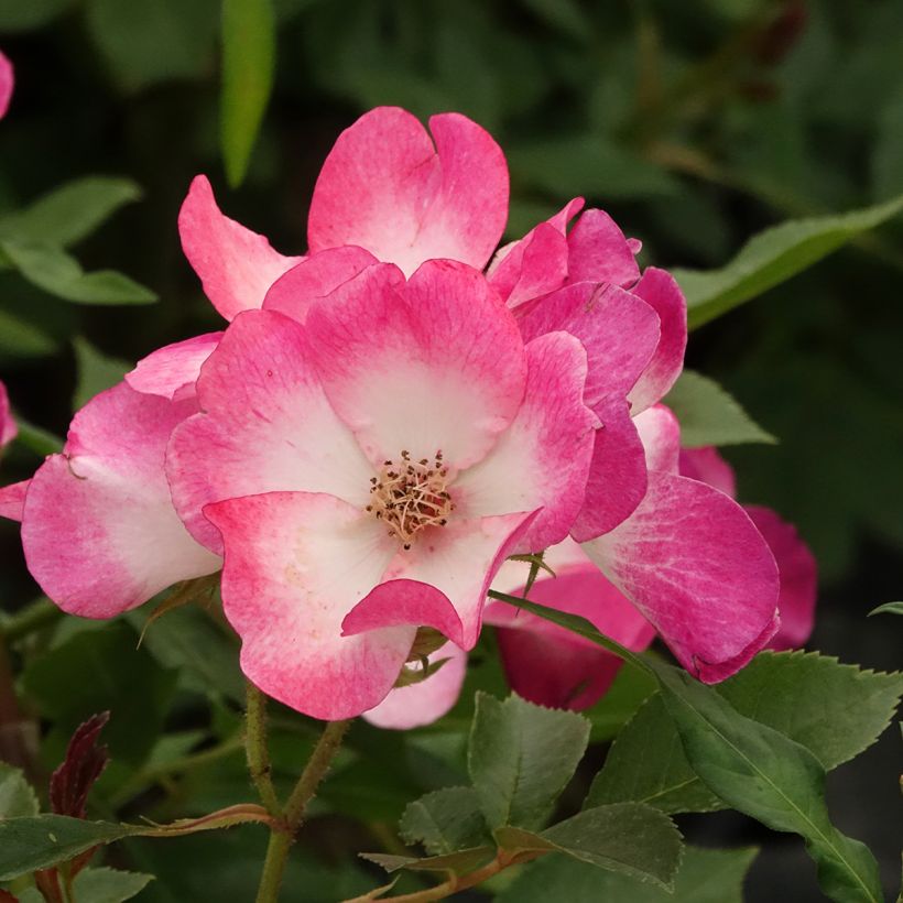 Rosa Bukavu Lenbrirus - Strauchrose (Blüte)