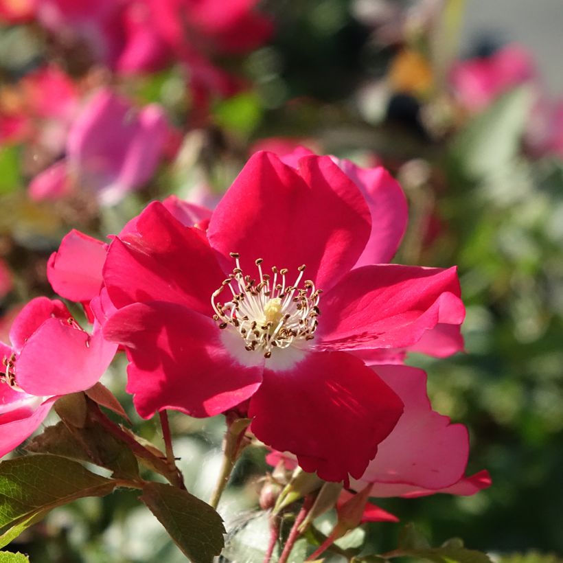 Rosa Candia Meillandecor - Bodendecker-Rose (Blüte)