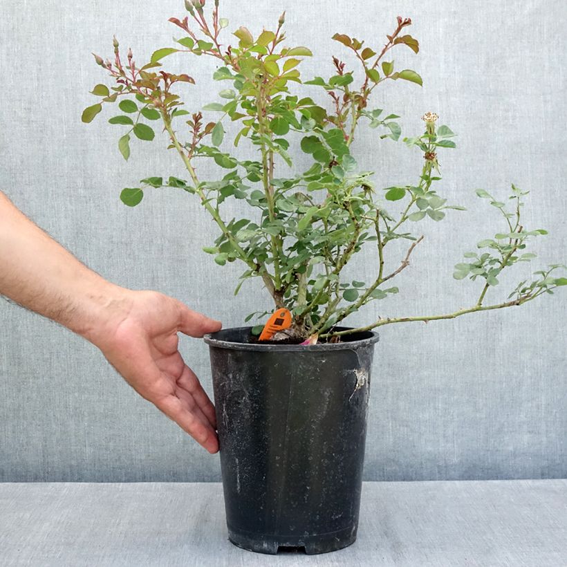 Exemplar von Rosa Candia Meillandecor - Bodendecker-Rose Topf mit 4L/5L wie im Sommer geliefert