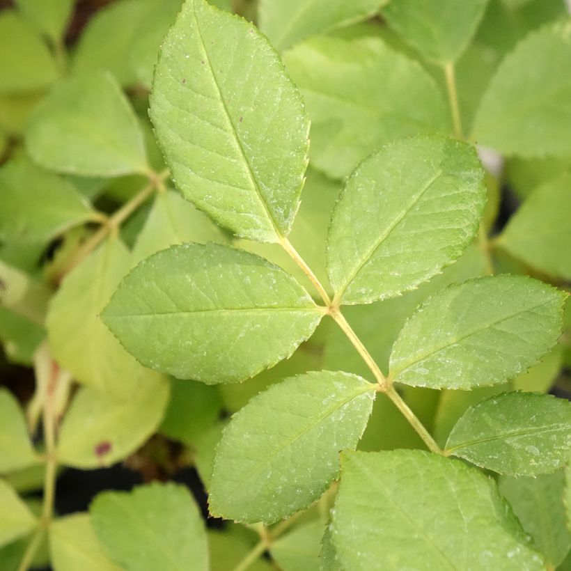 Rosa moschata Chateau de Munsbach - Moschus-Rose (Foliage)