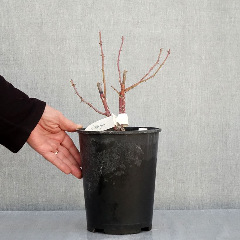 Exemplar von Rosa moschata Chateau de Munsbach - Moschus-Rose Topf mit 4L/5L wie im Herbst geliefert