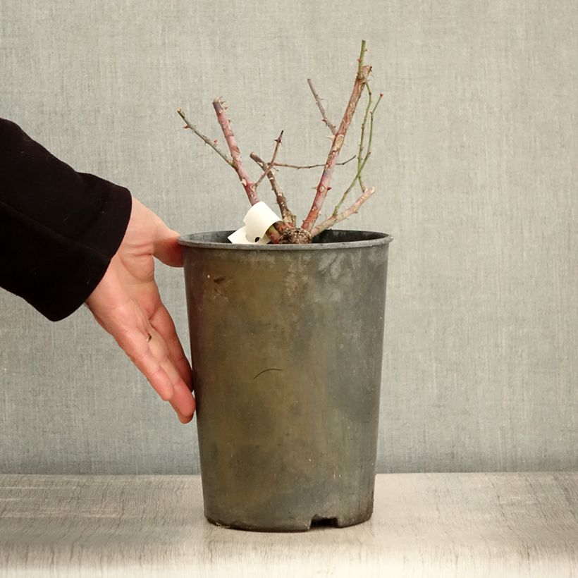 Exemplar von Rosier arbustif Chateau de Munsbach Pot de 4L/5L wie im Winter geliefert