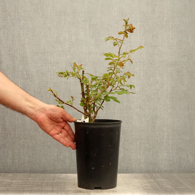 Example of Rosa moschata Chateau de Munsbach - Moschus-Rose Topf mit 4L/5L as you get in printemps