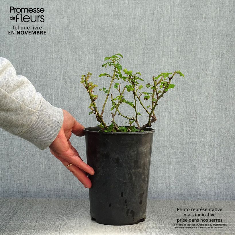 Exemplar von Rosier arbustif Diamant Rose Pot de 4L/5L wie im Herbst geliefert