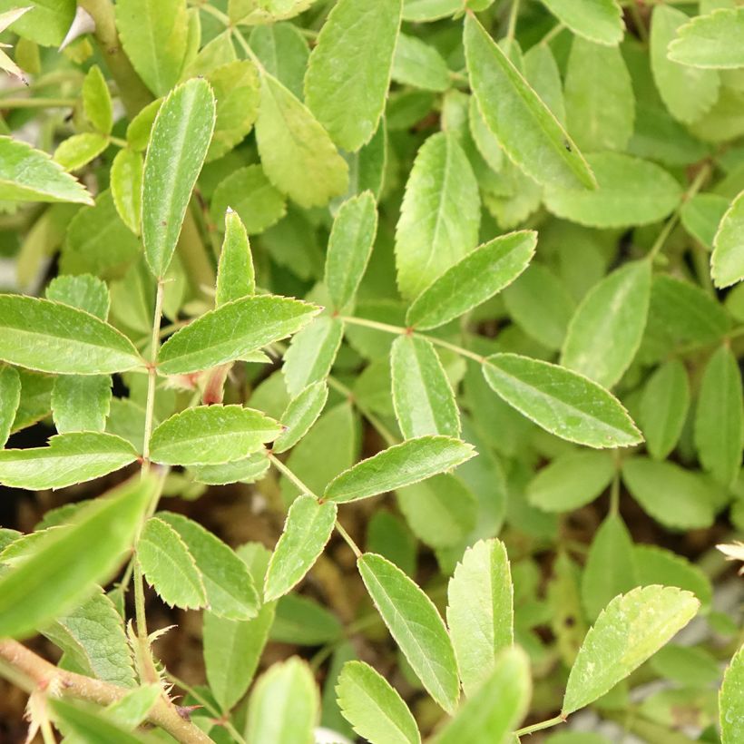 Rosa moschata Diamant Rose - Moschus-Rose (Laub)