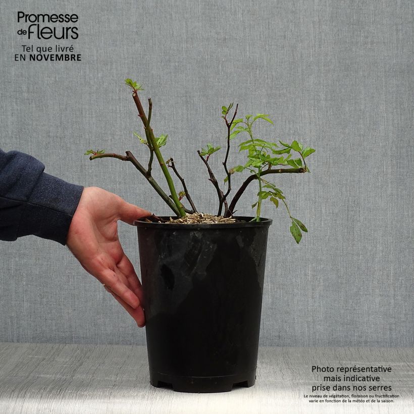 Exemplar von Rosier arbustif Dinky Pot de 4L/5L wie im Herbst geliefert