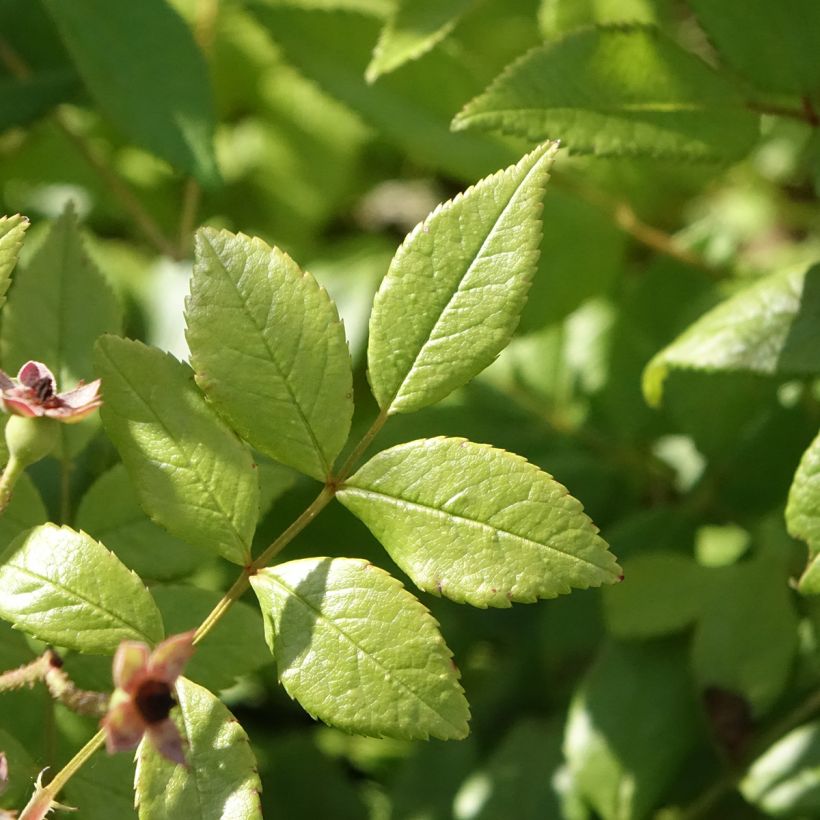 Rosa moschata Dinky VELheav - Moschus-Rose (Foliage)