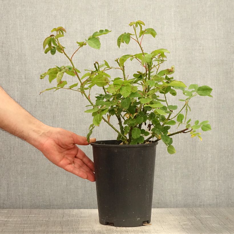 Example of Rosa gallica officinalis Etoile Pourpre - Essig-Rose Topf mit 4L/5L as you get in printemps