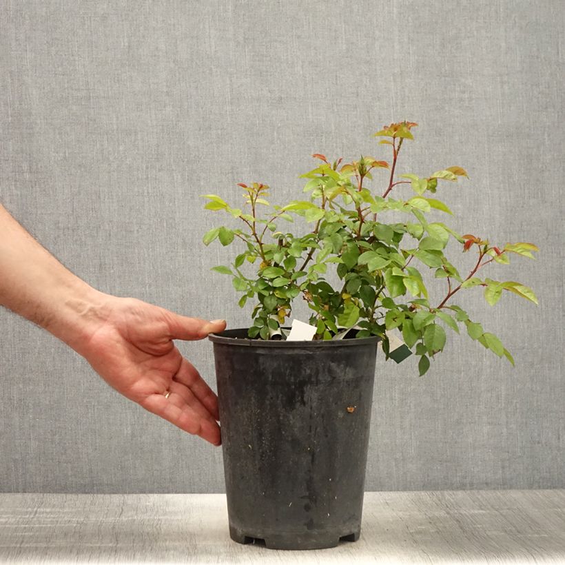 Example of Rosa moschata Finn's Rose - Moschus-Rose Topf mit 4L/5L as you get in printemps