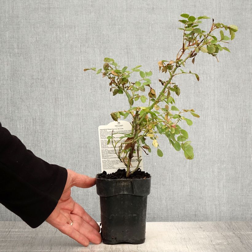 Example of Rosa polyantha Friendly Pink - Polyantha-Rose Topf 10 cm/11cm as you get in printemps