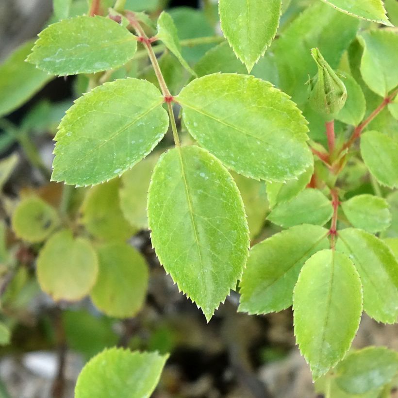 Rosa polyantha Friendly Pink - Polyantha-Rose (Foliage)