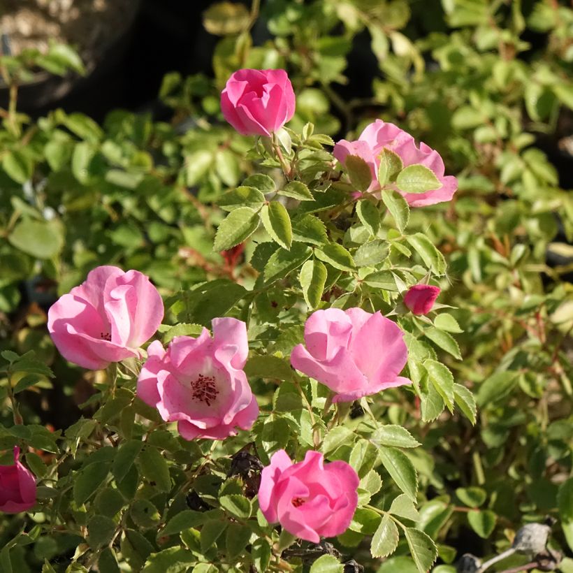 Rosa polyantha Friendly Pink - Polyantha-Rose (Flowering)