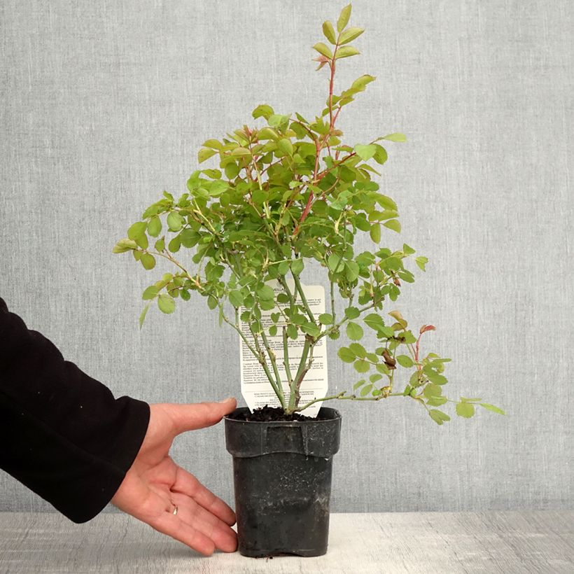 Example of Rosa polyantha Friendly Purple - Polyantha-Rose Topf 10 cm/11cm as you get in printemps