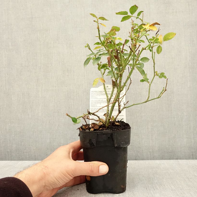 Exemplar von Rosa polyantha Friendly Purple - Polyantha-Rose Topf 10 cm/11cm wie im Herbst geliefert
