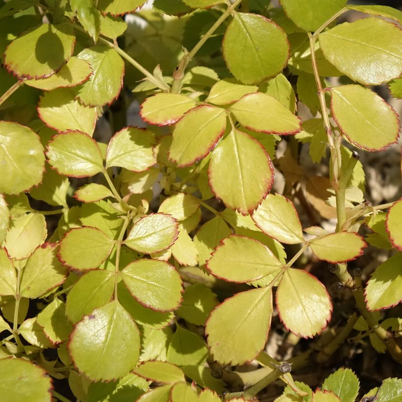 Rosa polyantha Friendly Purple - Polyantha-Rose (Foliage)