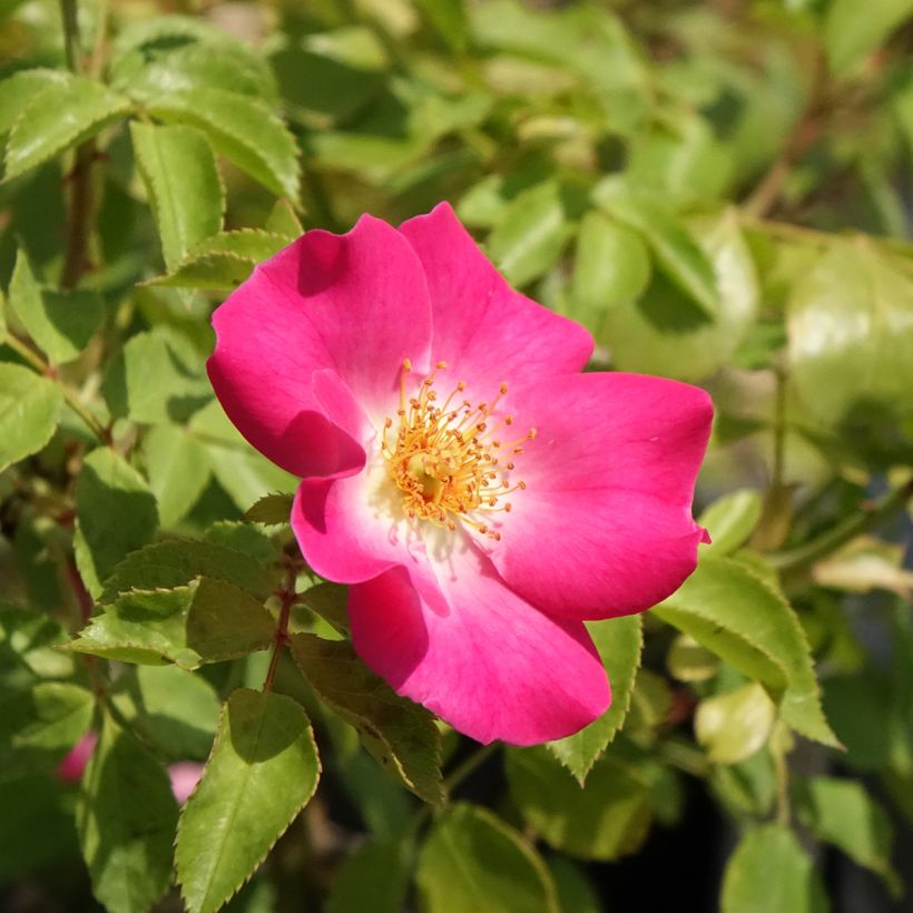 Rosa polyantha Friendly Purple - Polyantha-Rose (Flowering)