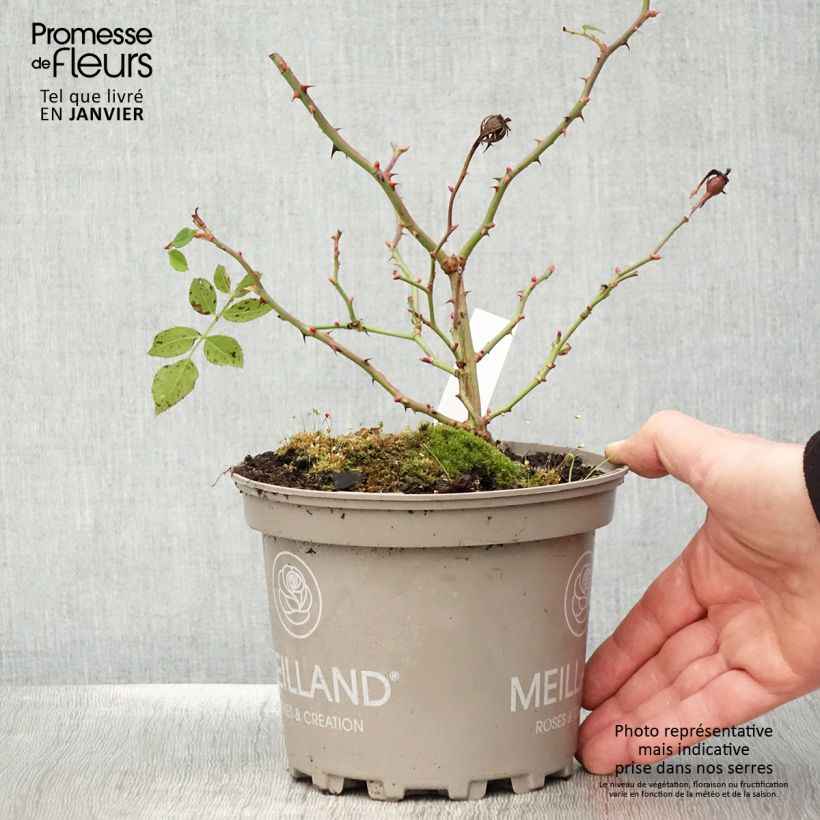 Exemplar von Rosa polyantha Friendly Purple - Polyantha-Rose Topf mit 2L/3L wie im Winter geliefert
