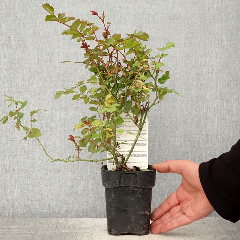 Example of Rosa polyantha Friendly Red Meiariba - Polyantha-Rose Topf 10 cm/11cm as you get in printemps