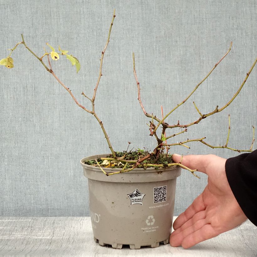 Exemplar von Rosier arbustif Friendly Red Meiariba Pot de 2L/3L wie im Herbst geliefert