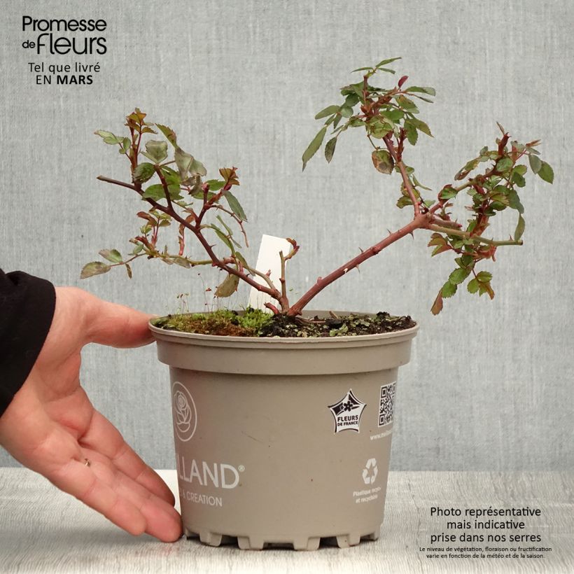 Example of Rosa polyantha Friendly Red Meiariba - Polyantha-Rose Topf mit 2L/3L as you get in printemps