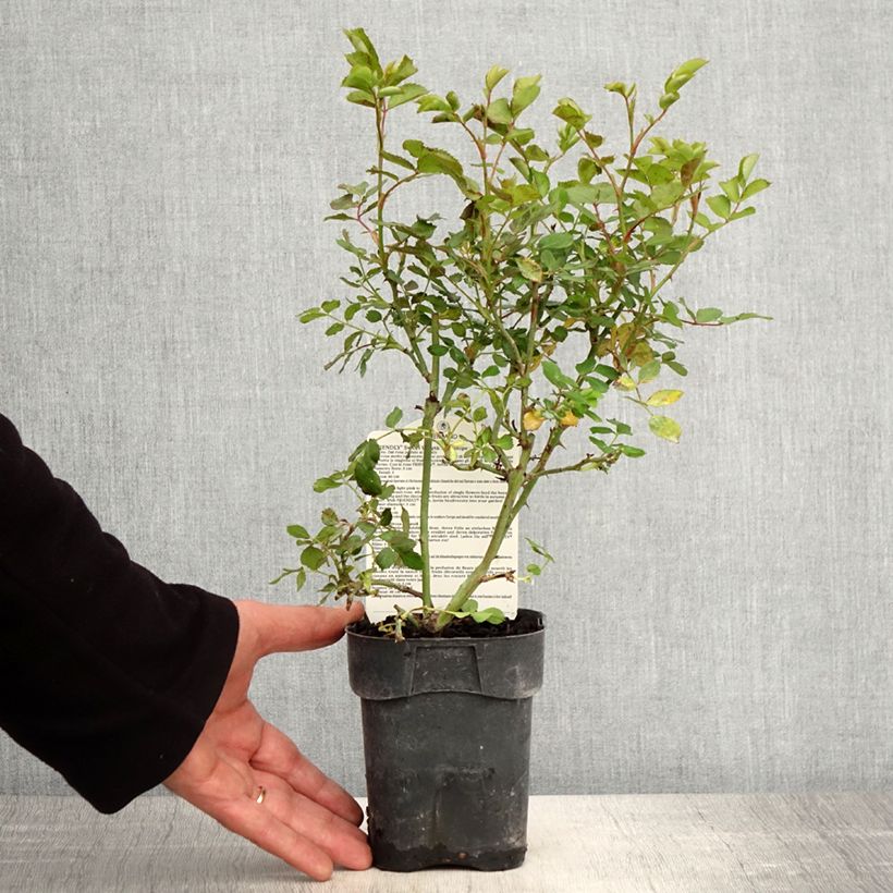 Example of Rosa polyantha Friendly Sweet - Polyantha-Rose Topf 10 cm/11cm as you get in printemps