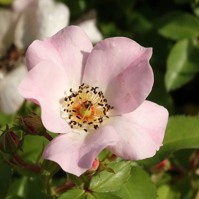 Rosa polyantha Friendly Sweet - Polyantha-Rose (Flowering)