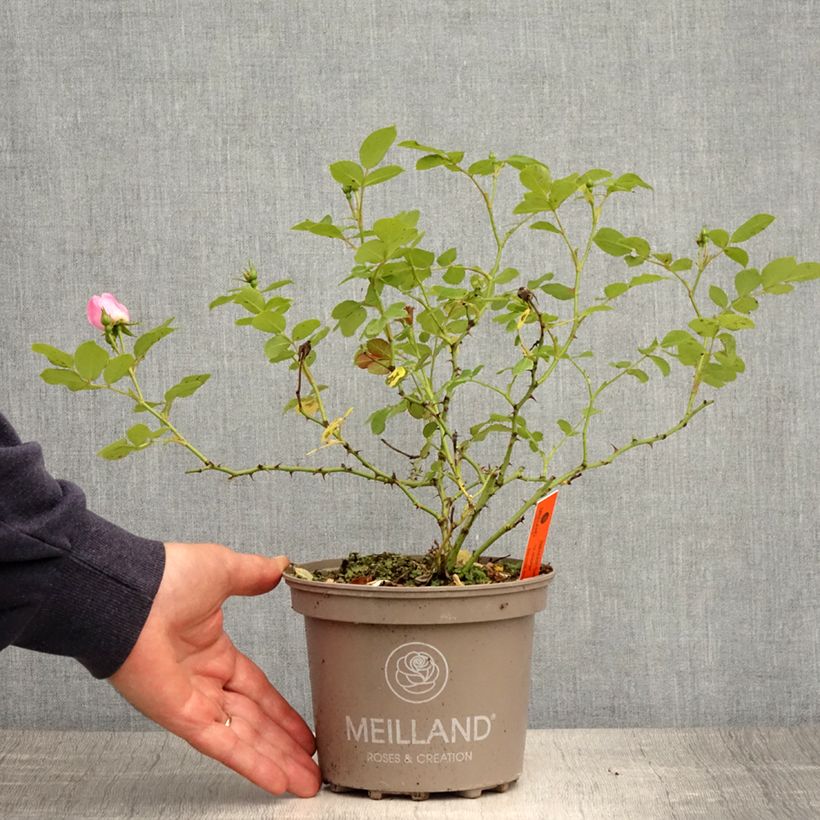 Example of Rosa polyantha Friendly Sweet - Polyantha-Rose Topf mit 2L/3L as you get in printemps