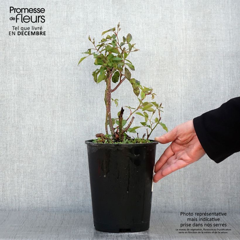 Exemplar von Rosier arbustif Frisson Frais Pot de 4L/5L wie im Herbst geliefert