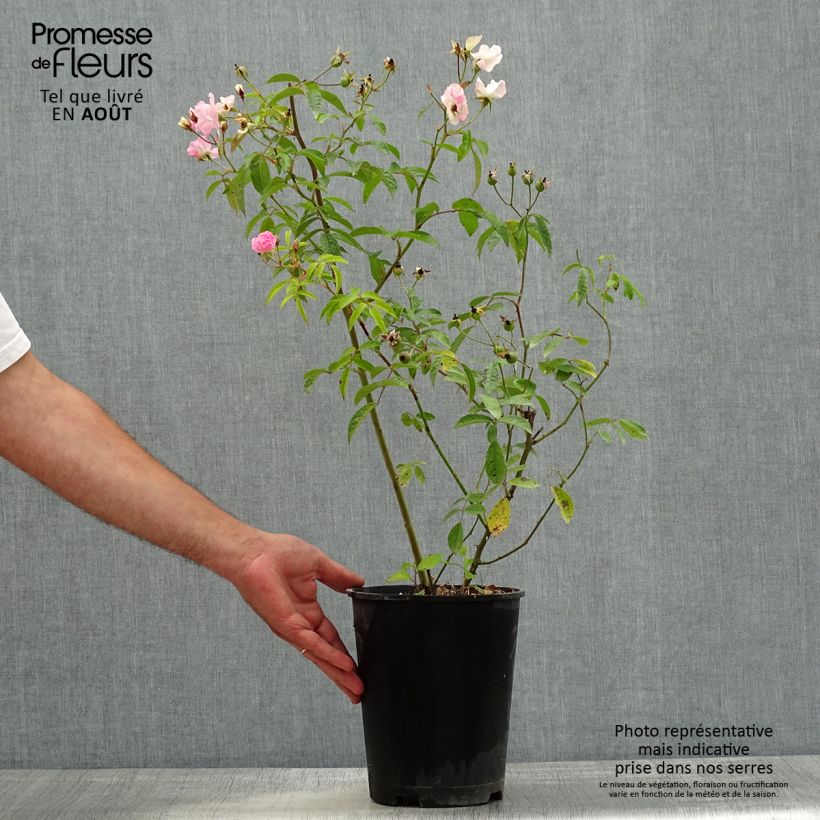Exemplar von Rosa moschata Frisson Frais LENsadbi - Moschus-Rose Topf mit 4L/5L wie im Sommer geliefert