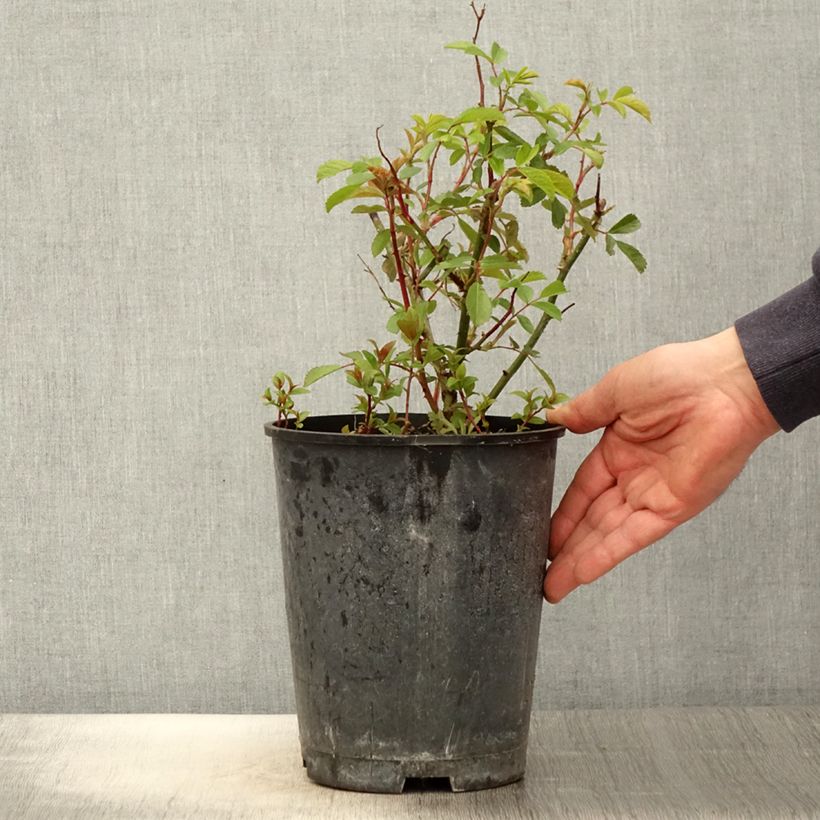 Example of Rosa moschata Frisson Frais LENsadbi - Moschus-Rose Topf mit 4L/5L as you get in printemps