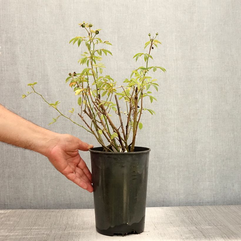 Exemplar von Rosa moschata Gaard um Titzebierg - Moschus-Rose Topf mit 4L/5L wie im Sommer geliefert