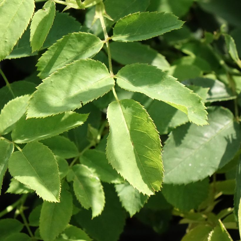 Rosa Golden Wings - Polyantha-Rose (Laub)