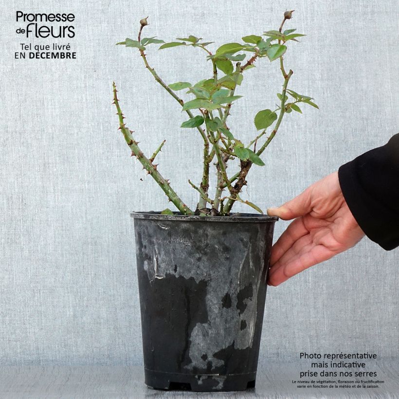 Exemplar von Rosier arbustif Heavenly Pink Pot de 4L/5L wie im Herbst geliefert