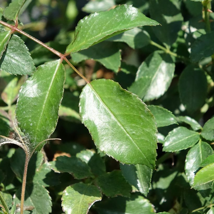 Rosa Ice Meillandecor - Bodendecker-Rose (Laub)