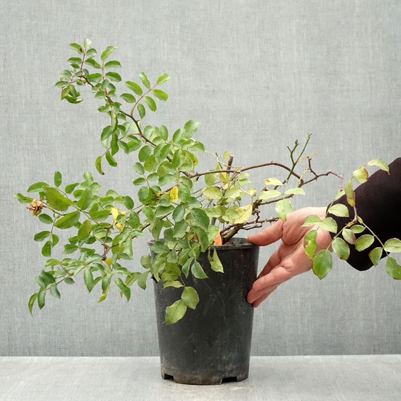 Exemplar von Rosa Ice Meillandecor - Bodendecker-Rose Topf mit 4L/5L wie im Herbst geliefert