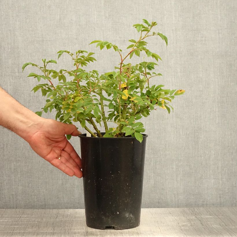 Example of Rosa Jean de Bruges - Beetrose Topf mit 4L/5L as you get in printemps