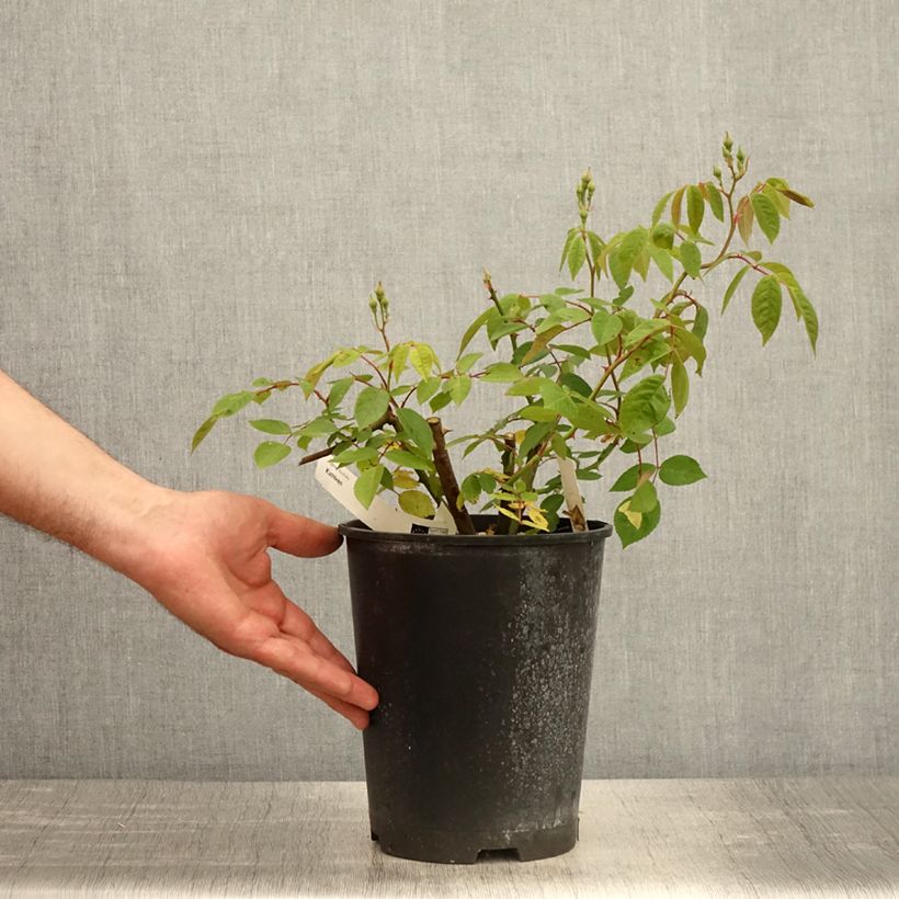 Example of Rosa moschata Kathleen - Moschus-Rose Topf mit 4L/5L as you get in printemps