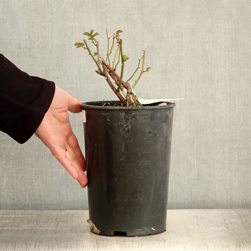 Exemplar von Rosier arbustif La Feuillerie Pot de 4L/5L wie im Winter geliefert
