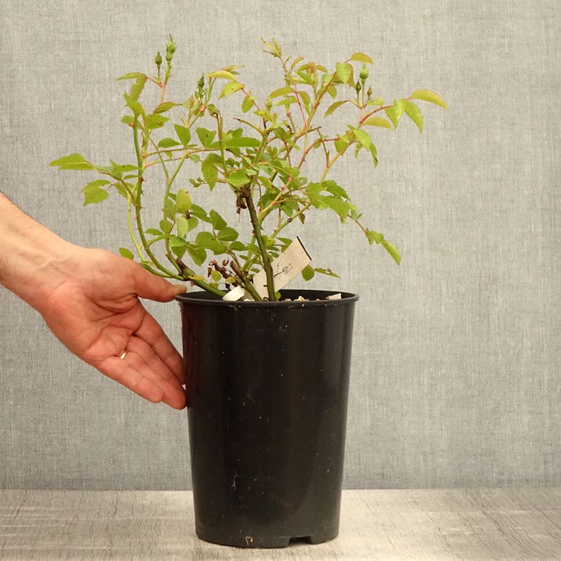 Example of Rosa moschata La feuillerie - Moschus-Rose Topf mit 4L/5L as you get in printemps