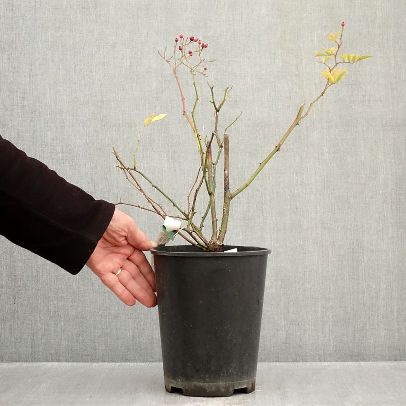 Exemplar von Rosa moschata Magie d'orient - Moschus-Rose Topf mit 4L/5L wie im Herbst geliefert