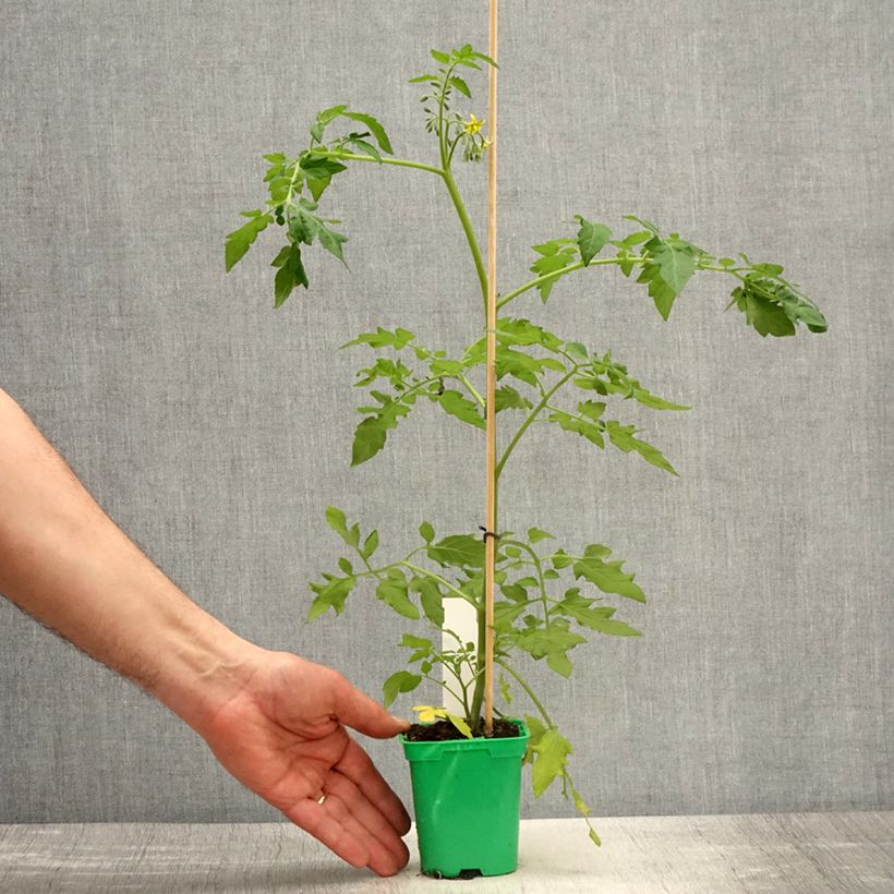 Example of Rosa moschata Magie d'orient - Moschus-Rose Topf mit 4L/5L as you get in printemps