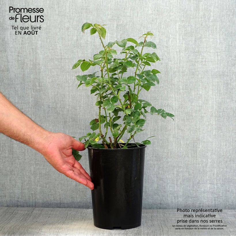 Exemplar von Rosa Mariatheresia - Beetrose Topf mit 4L/5L wie im Sommer geliefert