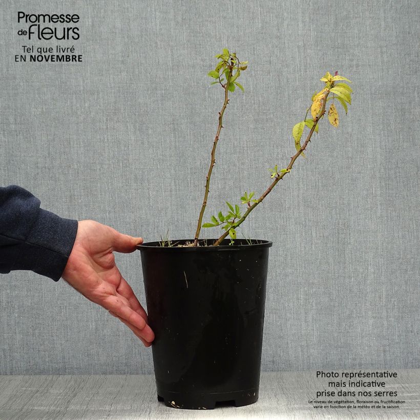 Exemplar von Rosier arbustif Matchball Pot de 4L/5L wie im Herbst geliefert